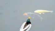 DSCF4842 (2).webp