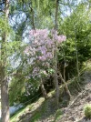 001.webp