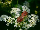 P5280036.webp
