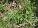 DSCF9671.webp