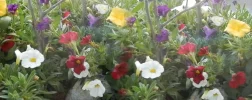 P5290027.webp