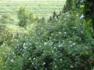 DSC00767.webp