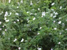 DSC00769.webp