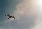 möwe.webp