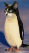 katzuin.webp