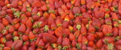DSCN0064 (2).webp