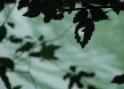 IMG_1894 (2).webp
