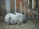 DSCF9725.webp