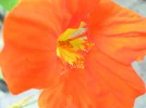 Kapu.webp