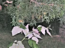 PICT0026.webp