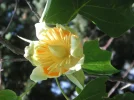 tulpenbaum.webp