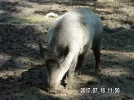 Schweinebild verkl..webp