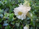 Ake.webp