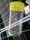 Fliegenfänger.webp Fliegenfänger.webp