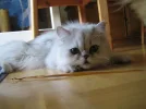 get-attachment[1].webp