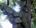 baumi2.webp