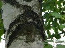 Auge.webp