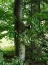 Buche1.webp