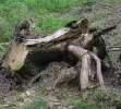 Wurzel.webp