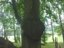 Buchenherz.webp