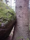 KieferStein.webp