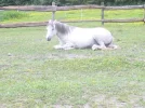 Schneider 004.webp