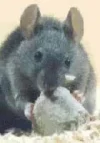 souris_une.webp