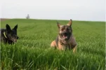 meggie11.webp