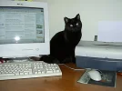 SA400246.webp