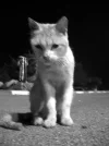 Cat.webp