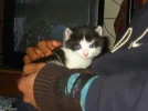 Baby.webp