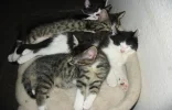 Finsis Baby Februar 006.webp