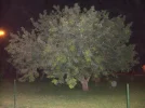 Baum2.webp