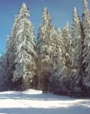 Winterwald.webp