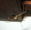 long leg.webp