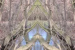 see2.webp