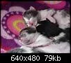 Kätzlis 1.webp