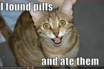 lolcat-funny-picture-found-pills-ate-eat.webp