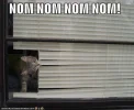 funny-pictures-cat-eats-blinds.webp