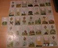 Kaji.webp