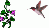 kolibrievogel9_0kb.gif