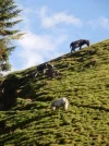 004.webp