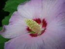 Hib.webp