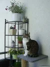 Petzi.webp