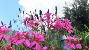DSCF0478 (2).webp