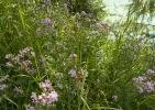 DSCN3738 (2).webp
