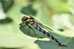 K800_DSC_1695.webp