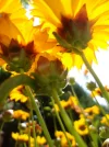 DSC05488.webp