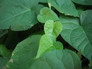 DSCF0498 (2).webp