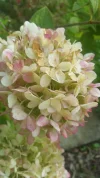 003.webp